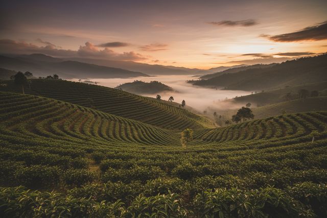 Green highland slopes in morning mist (AI illustration, not a photo)